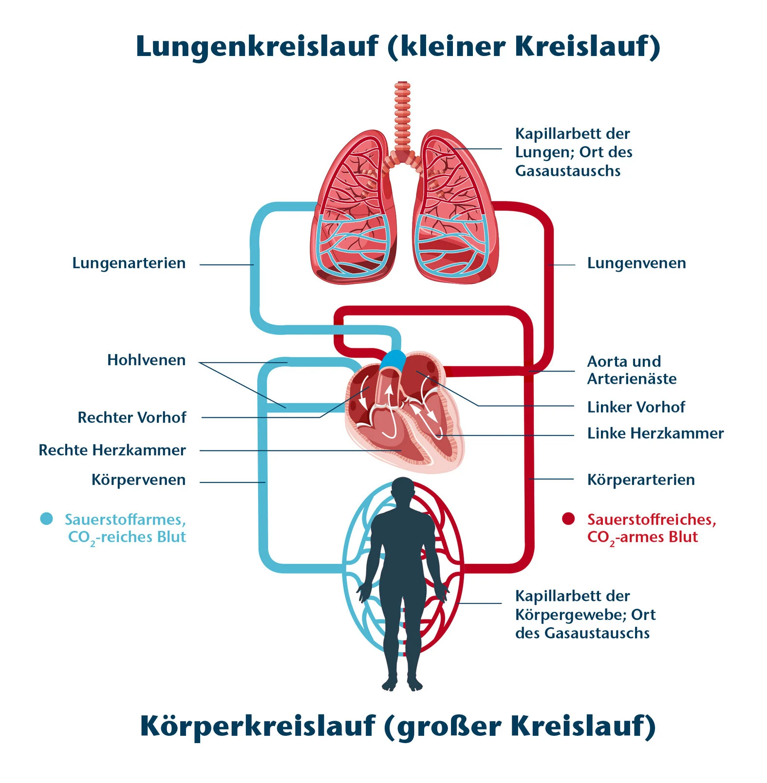 Das Herzkreislaufsystem großer und kleiner Blutkreislauf MFAAzubiwelt