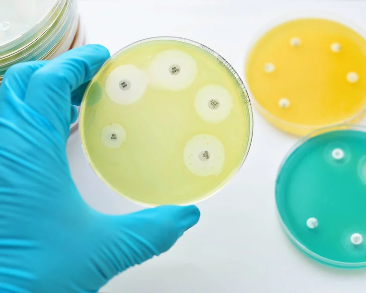 Orsa Bakterien in Petrischalen