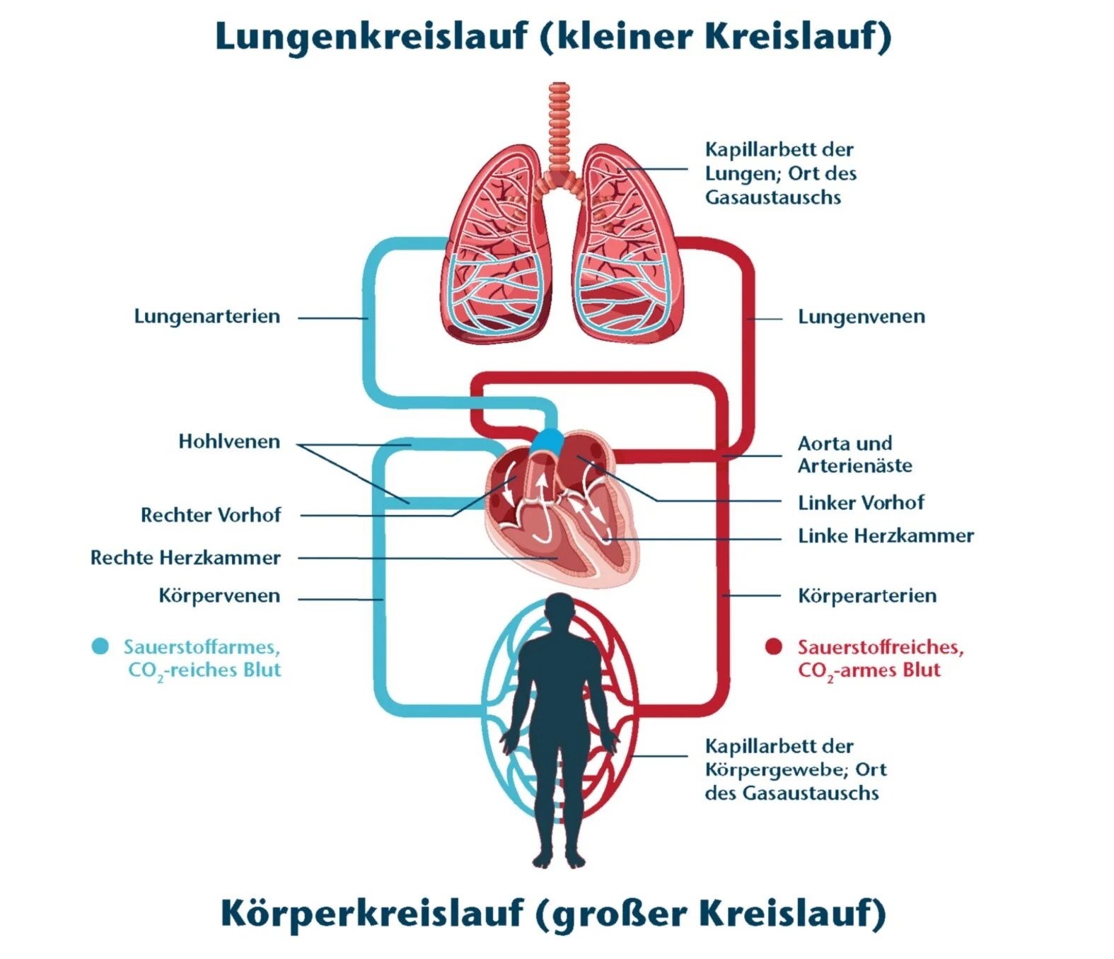 Schema Blutkreislauf: Körper- und Lungenkreislauf
