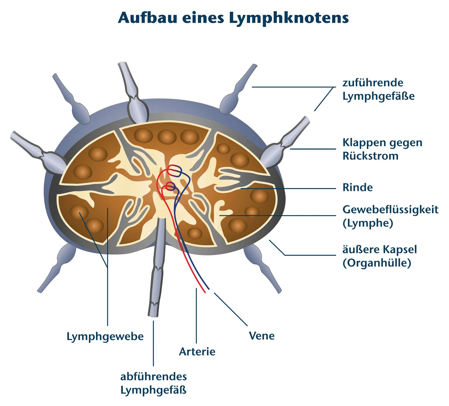 Aufbau eines Lymphknotens, schematische Darstellung