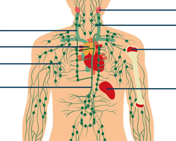 Lymphathisches System: Schematische Darstellung