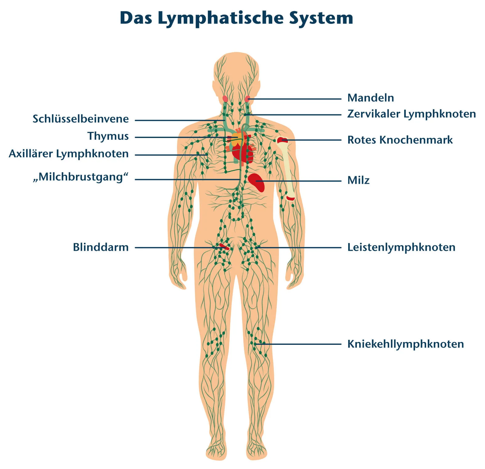 Lymphathisches System: Schematische Darstellung