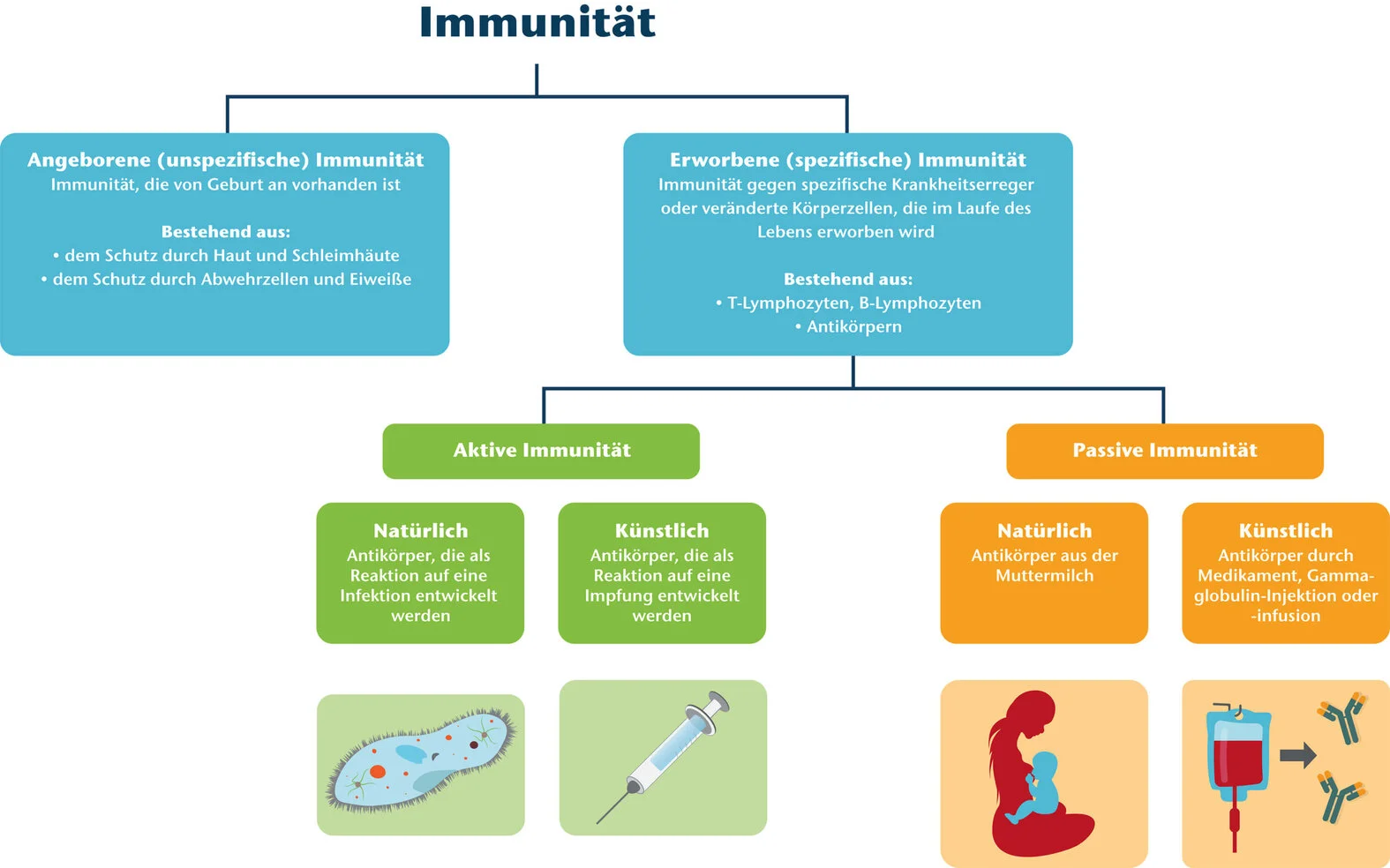 Aktive Und Passive Immunisierung Tabelle Aktive und passive Immunisierung | MFA-Azubiwelt