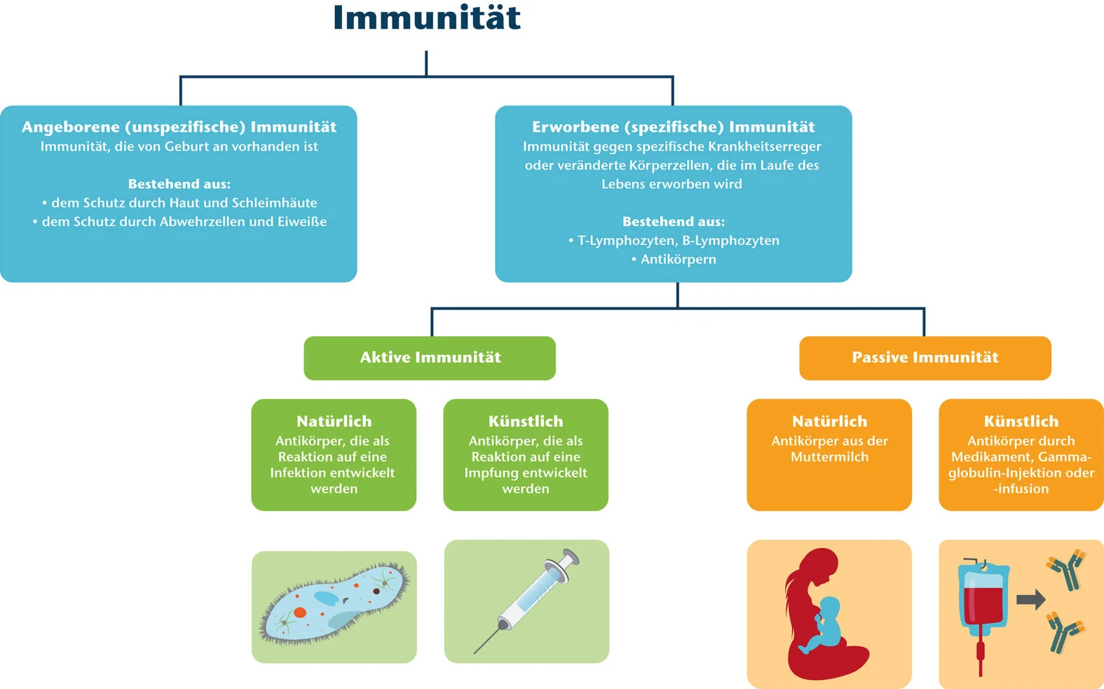 Immunität Abbildung