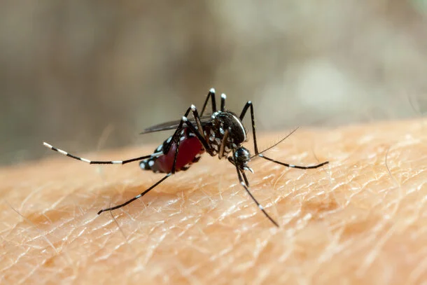 Aedes-Mücke, Übertragung des Dengue-Virus