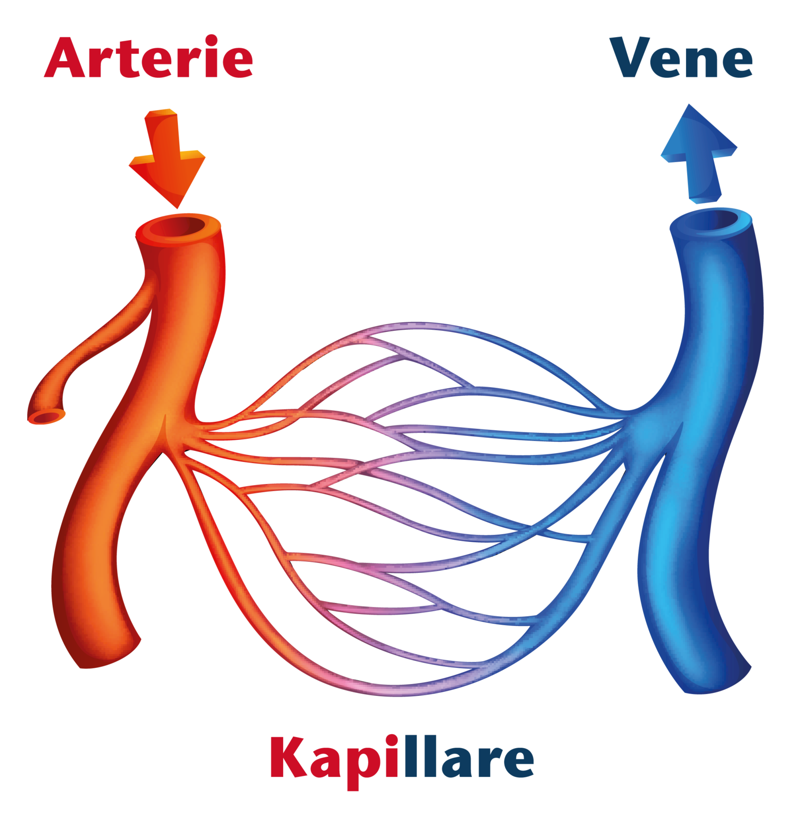 Schema: Arterien, Kapillare, Venen