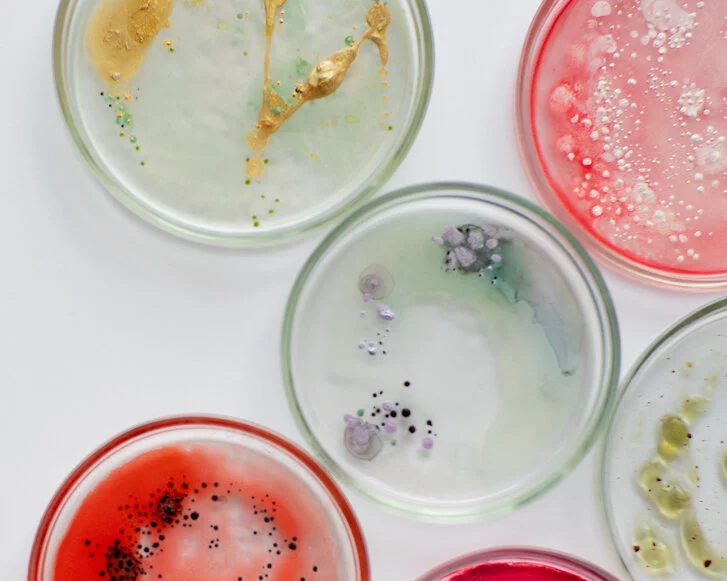 Bakterien, Keime in Petrischale