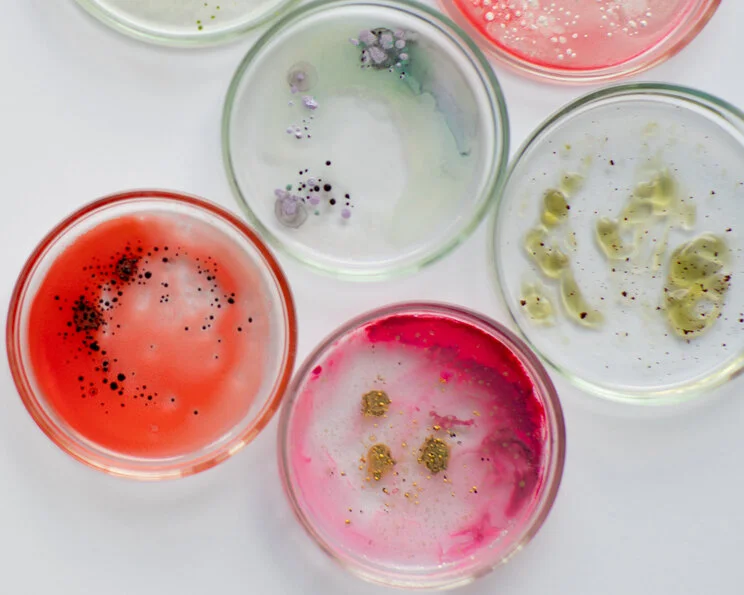 Bakterien, Keime in Petrischale MRSA (Methicillin-resistenter Staphylococcus aureus)