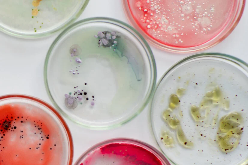 Bakterien, Keime in Petrischale
