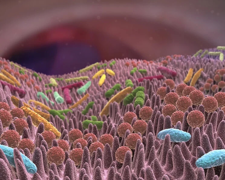 Bakterien, Illustration Glykopeptid- oder Vancomycin-resistente Enterokokken (GRE/VRE)