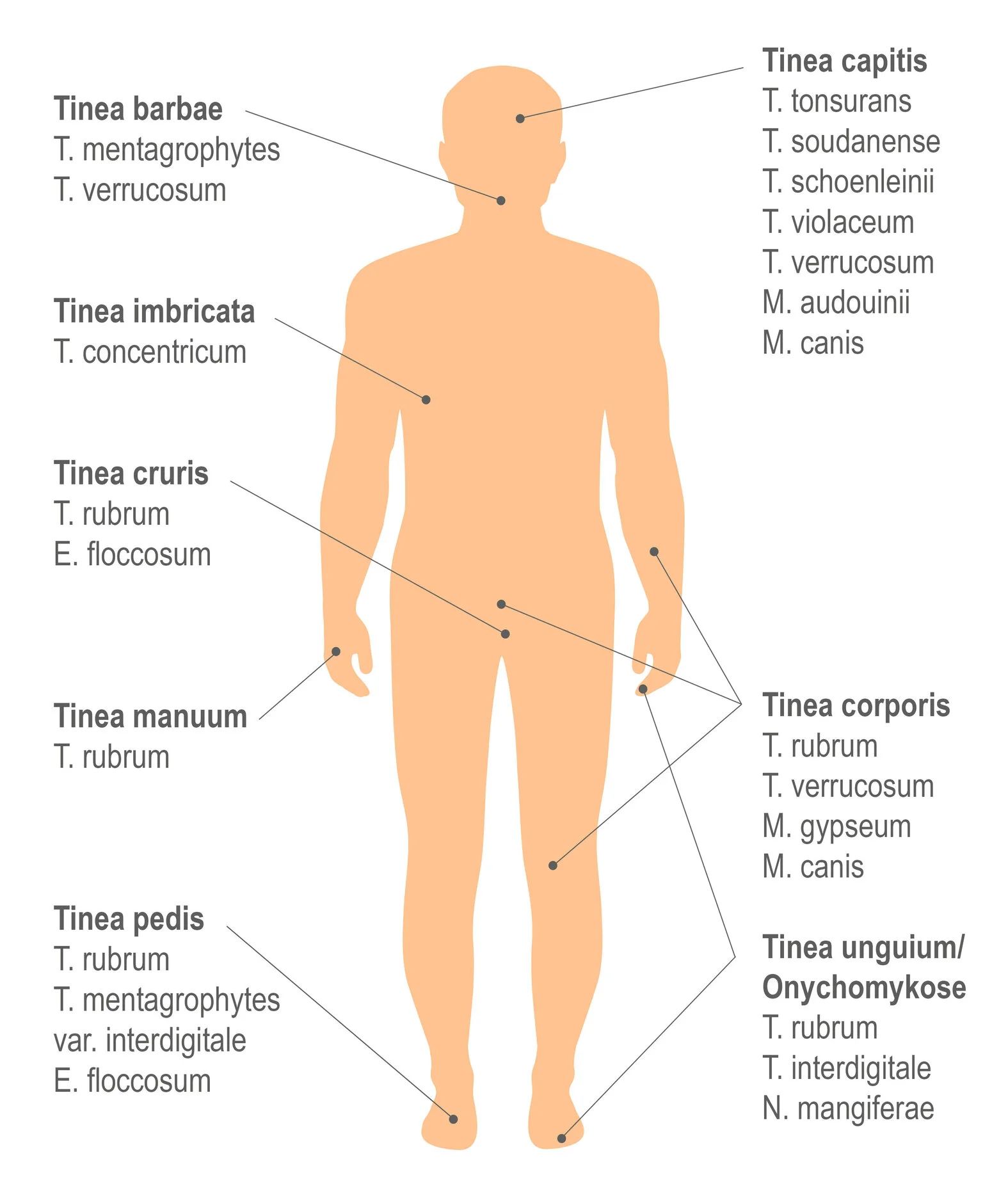 Dermatomykosen erkennen, behandeln und vorbeugen