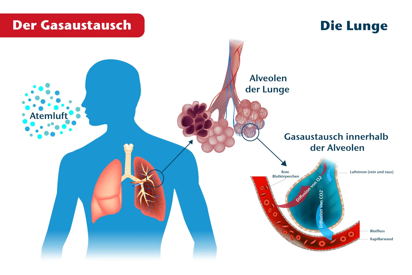 Sauerstofftherapie: Gasaustausch in der Lunge