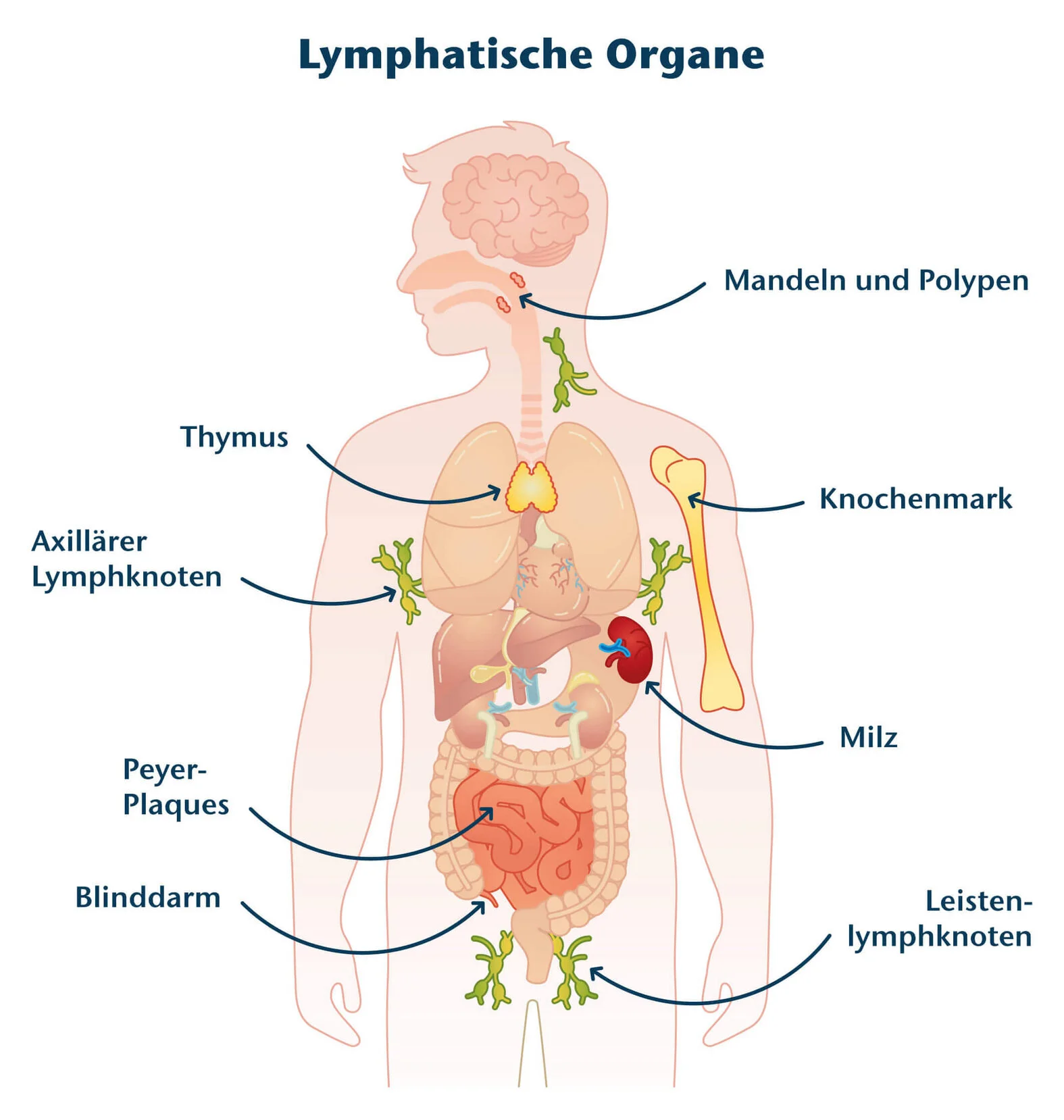 Lymphathische Organe: Schematische Darstellung