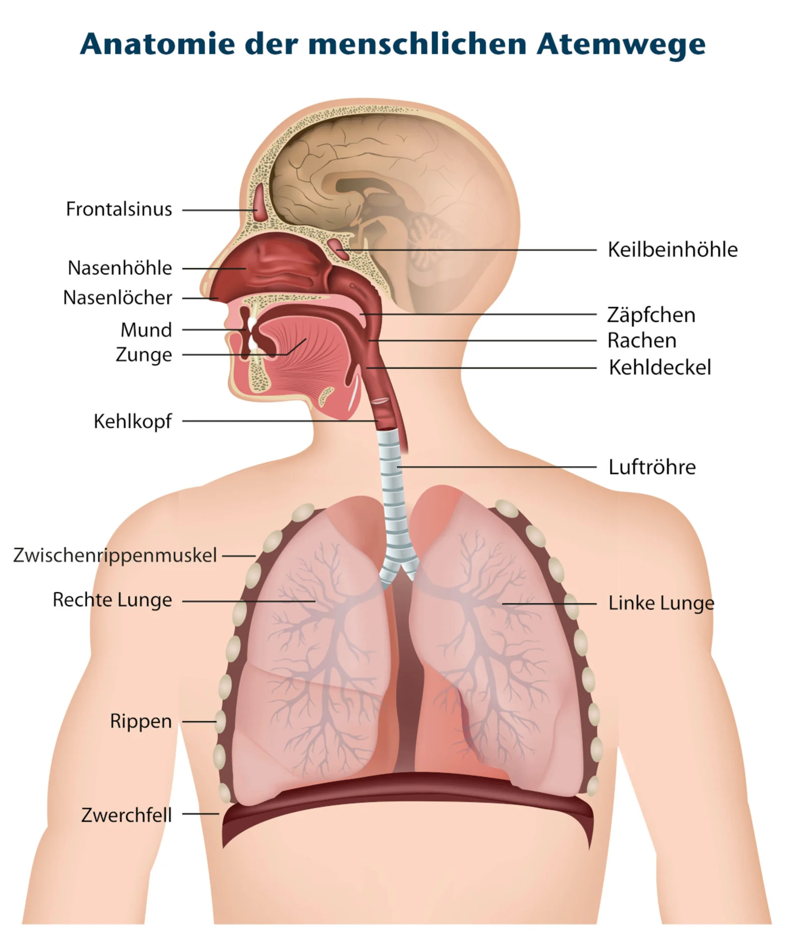 Anatomie der Atemwege und Atemorgane, schematische Darstellung