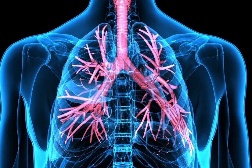 Lunge, Atemwege, schematische Darstellung