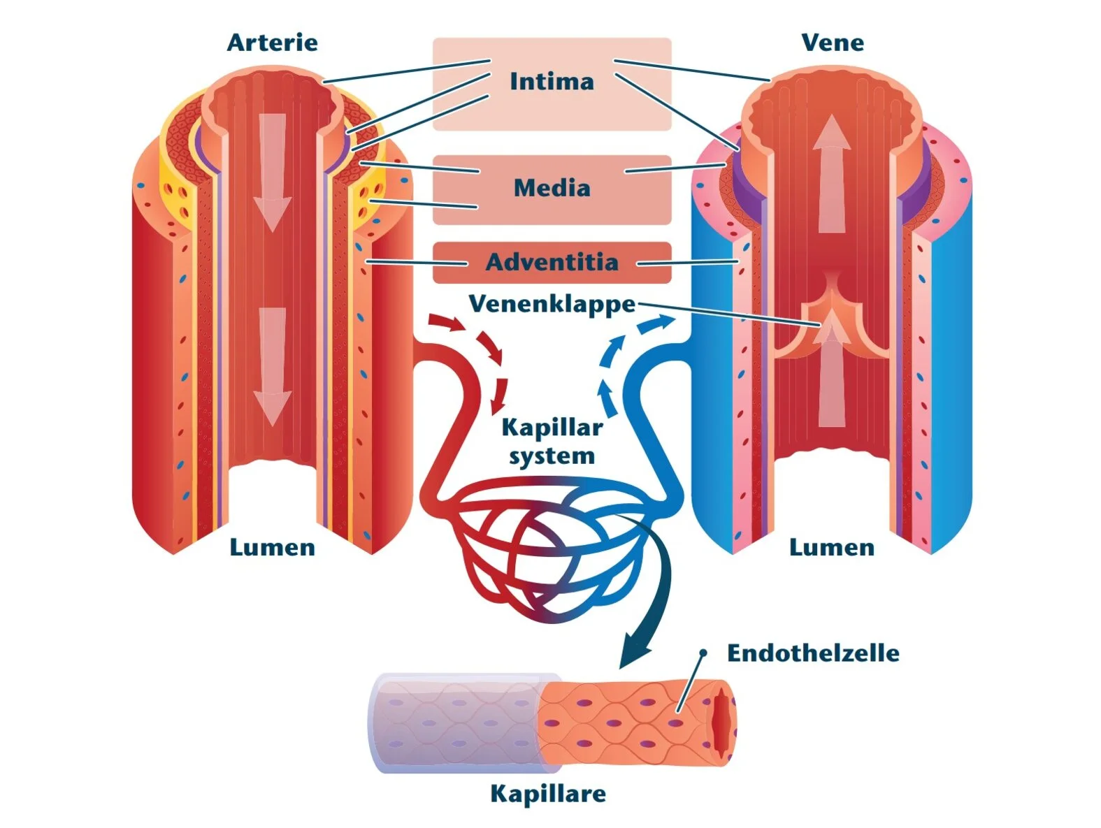 Schema: Aufbau der Blutgefäße