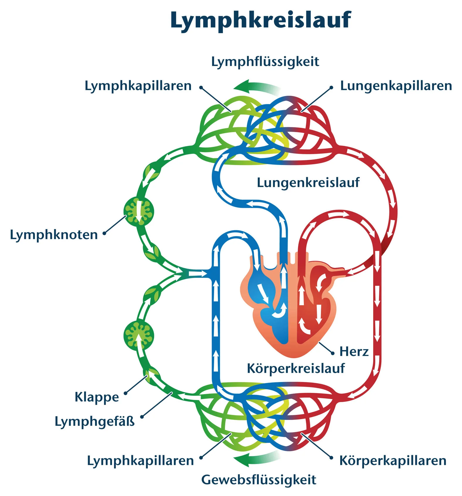 Lymphkreislauf: schematische Darstellung