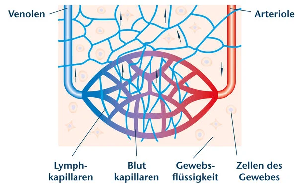 Lymphkapillaren und Blutkapillaren im Gewebe, schematische Darstellung