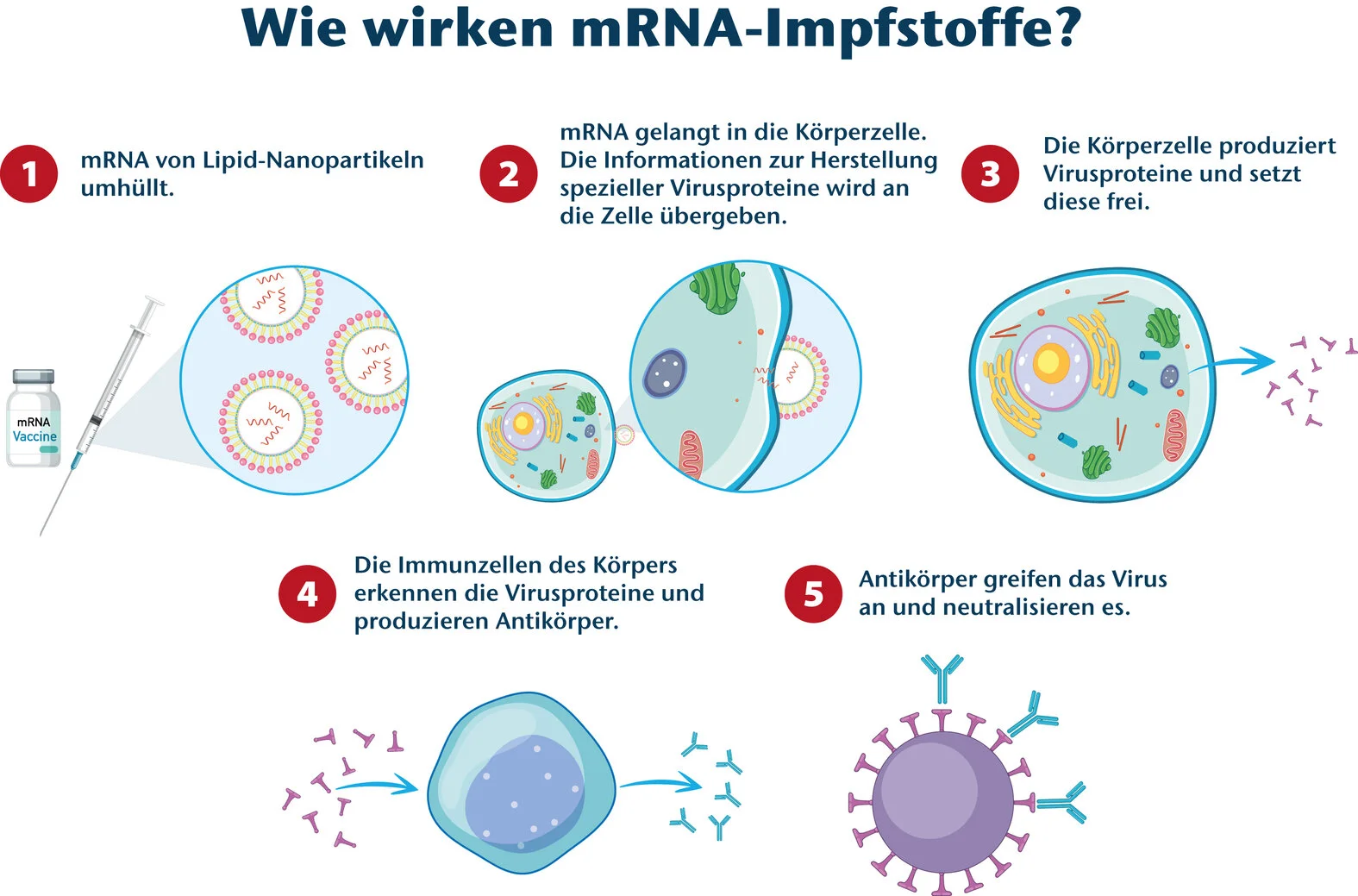 Wirkprinzip eines mRNA-Impfstoffes Abbildung