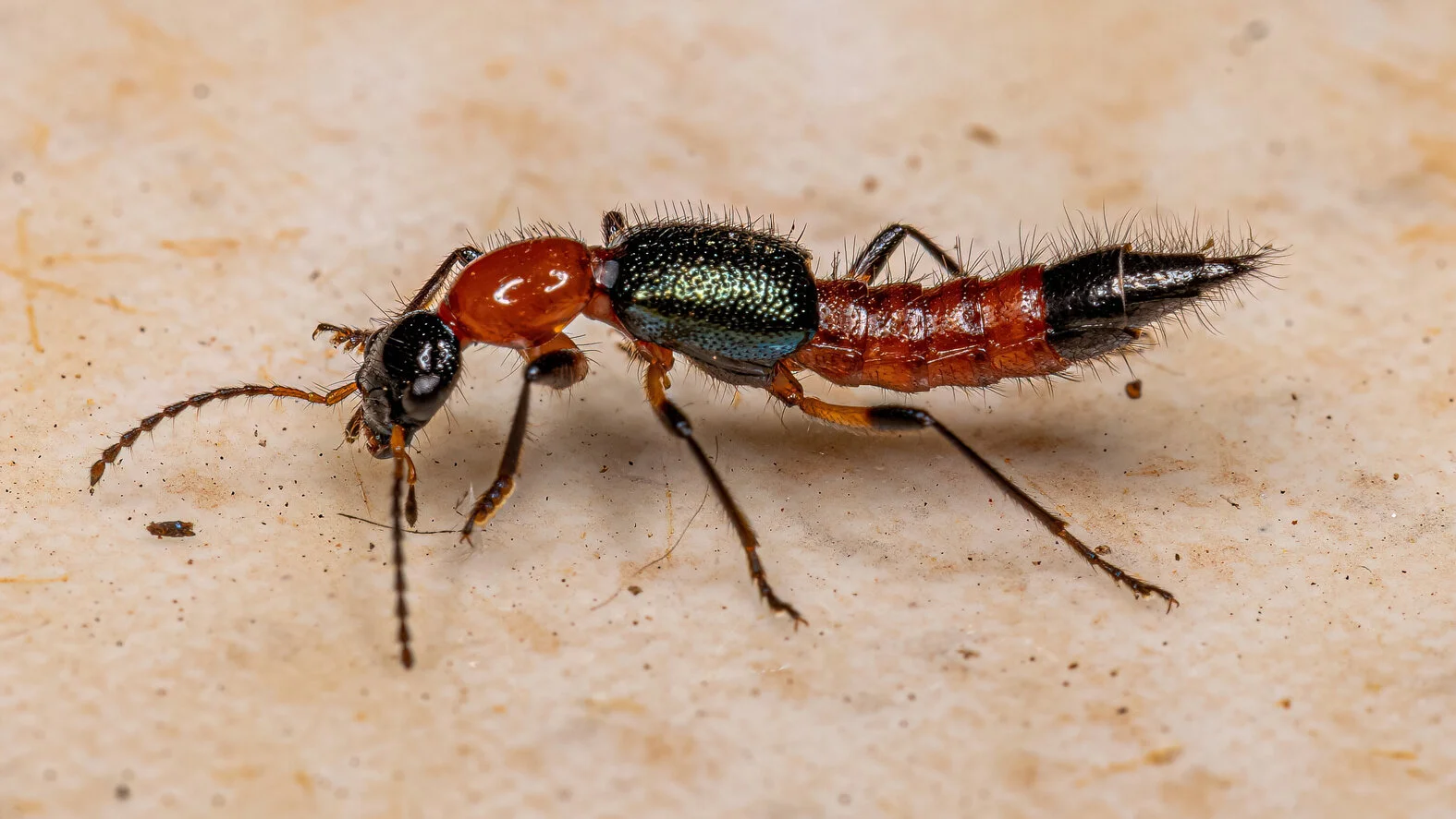 Paederus-Käfer, verursacht Kontaktreaktionen