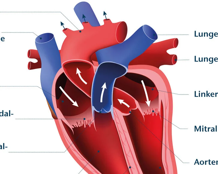 Herz Anatomie Header Abbildung