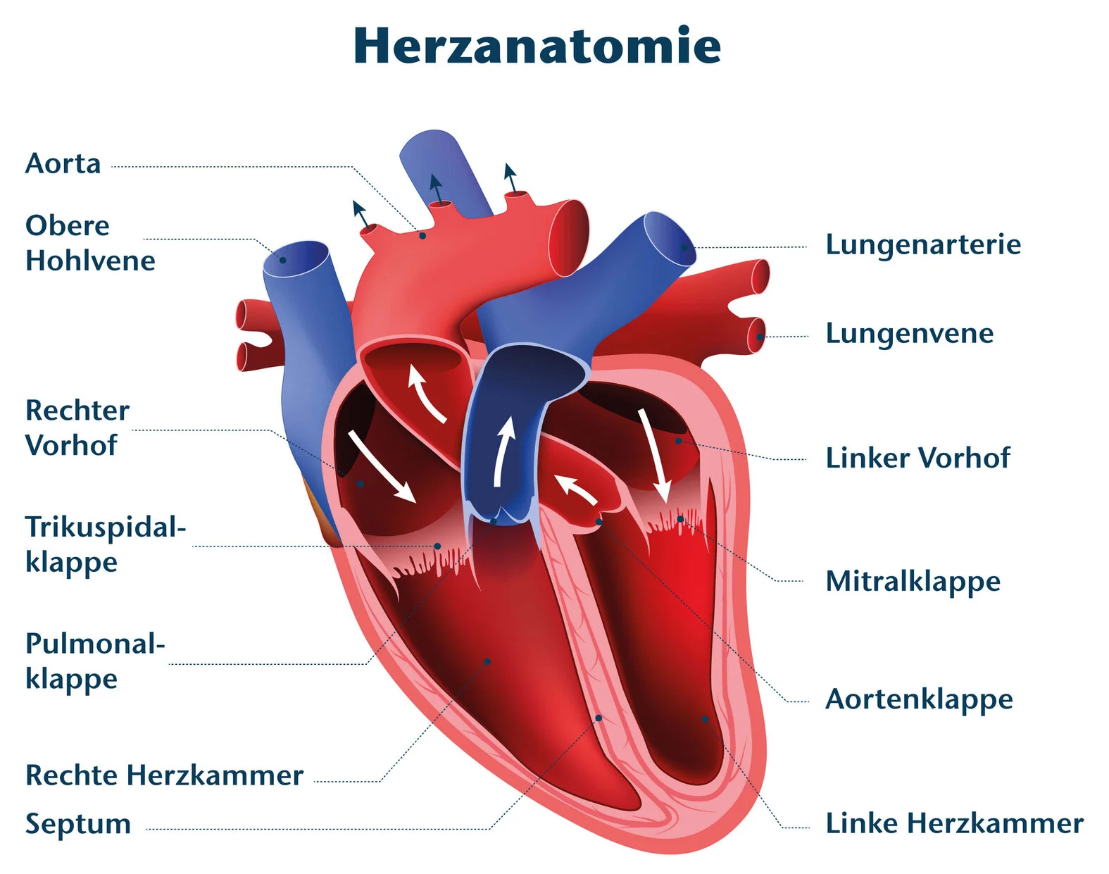 Anatomie Herz