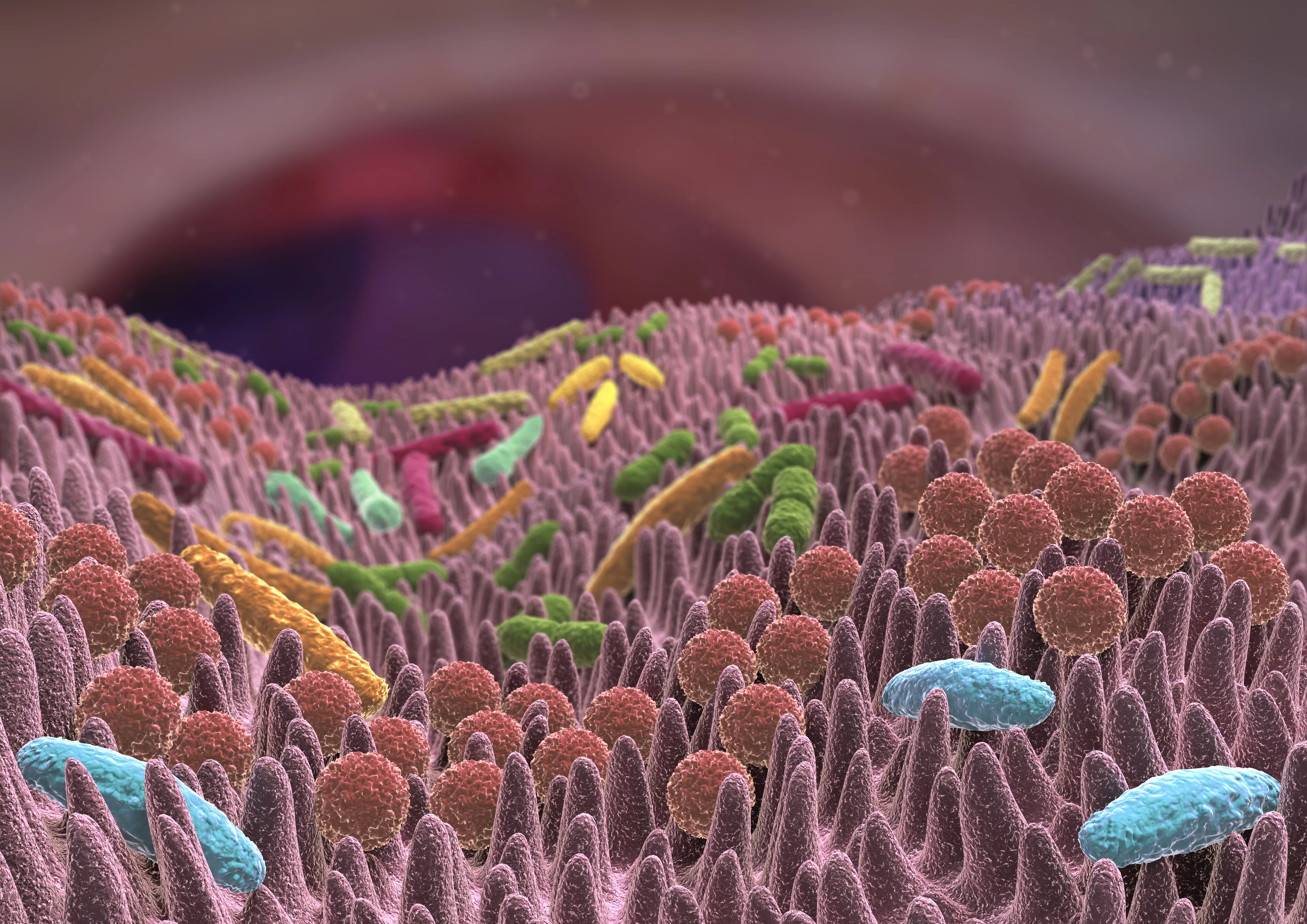 Bakterien, Illustration